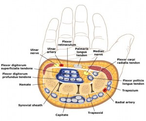 Cross_section_of_wrist-polso-mediano-tunnel-carpo